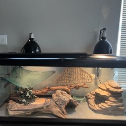 Enclosure: Bearded Dragon 