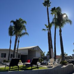 Palms And Trees Trimming 