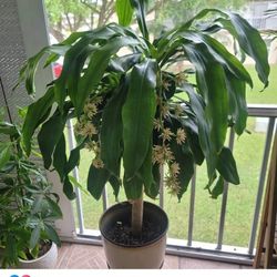 Cane House Plant 🪴  