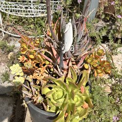 Large 5 gal Pot with Various Types of Succulents 