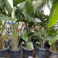 Bird Of Paradise $56 Each
