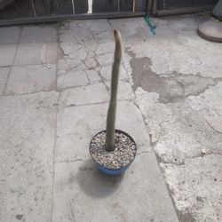 Climbing Cactus Plant