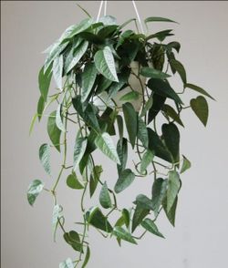 Rare Uncommon Blue Pothos Plant/ Cebu Blue Pothos Money Plant / House Plant/ Indoor Plant Flower Patio Garden