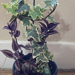 Beautiful English Ivy & Wondering Jew Plant $15. Pick-up In Aurora.