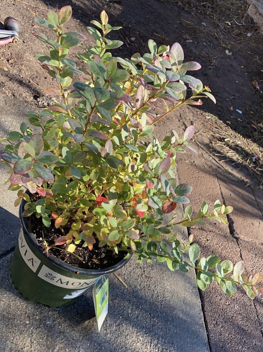 Blueberry Plant For Sale!!