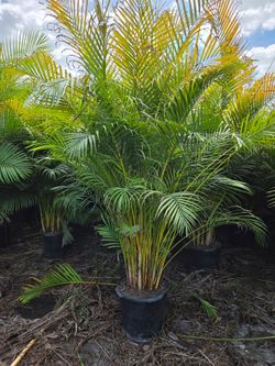 arecas and podocarpus About 8  feet tall over the pot Instant privacy Hedge for fence green full