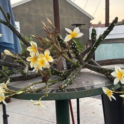 $10-$20 Plumeria Cuttings