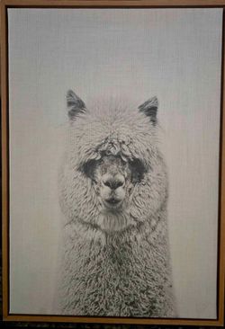 Hairy Alpaca - Framed Canvas Art - Simon Te - 23"x33"