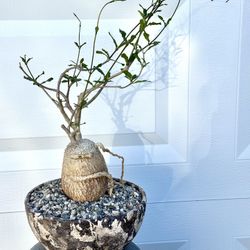 Fokea Edulis (Planter Included)