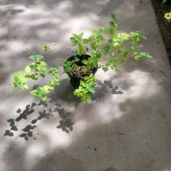 Purple Lantana Plant 