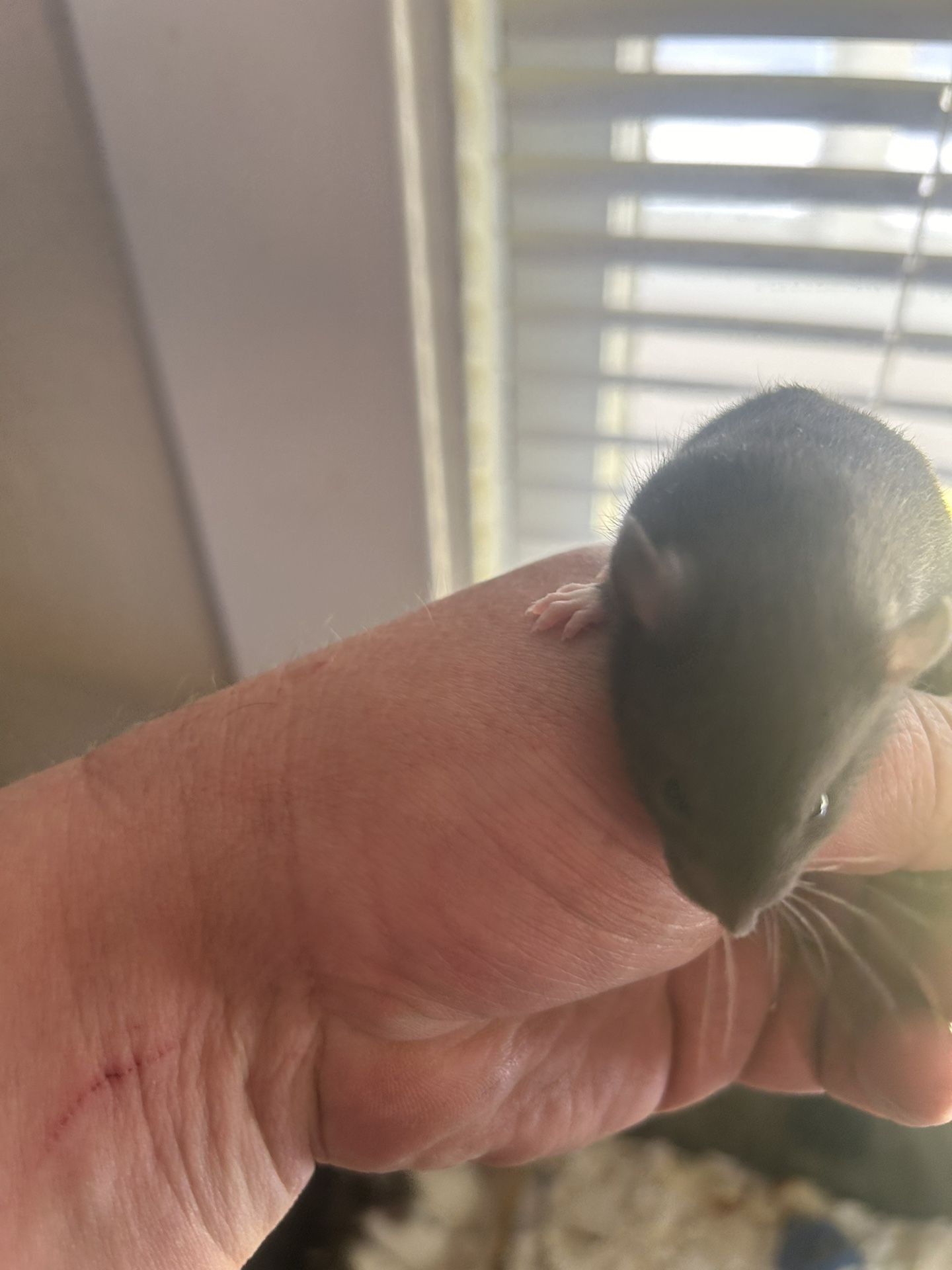 Feeder Rats