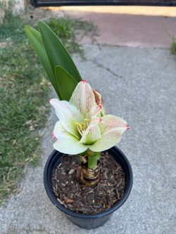Amarili plant