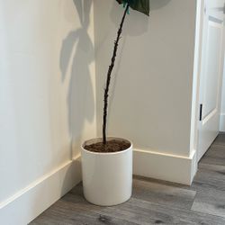 Beautiful Medium Size Fiddle Leaf 🍃 Tree-  Healthy In New White Ceramic Planter- New!