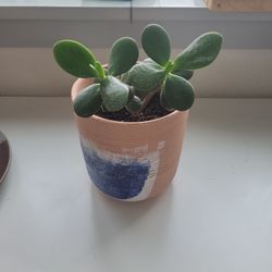 jade plant