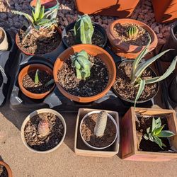 Cacti And Succulents $5.00