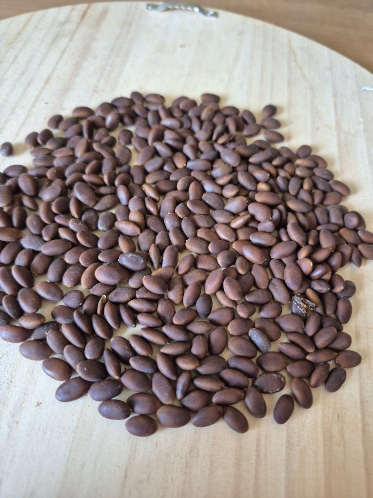 Semillas De Mesquite O Locus Tree