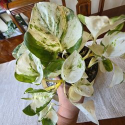 🌿 Manjula Happy Leaf (Pothos)  🌿