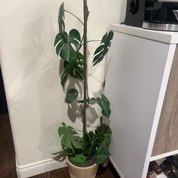 Hearth and Hand Fake Plant