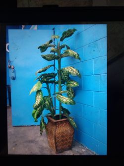 ARTIFICIAL PLANT 6FT