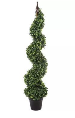 Boxwood Spiral Topiary