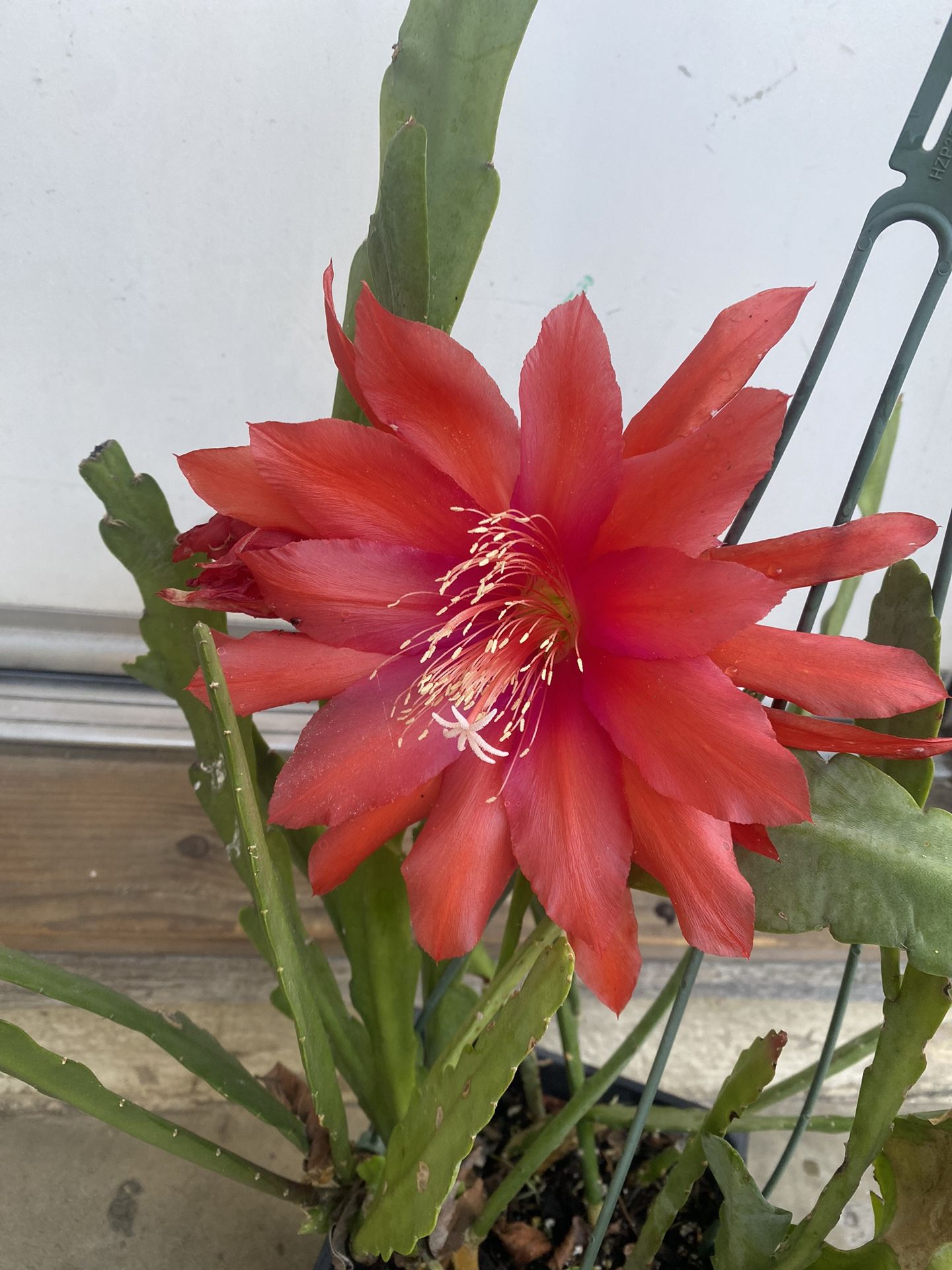 Epiphyllum Blooming Big Red Flower Plant, In 1 Gallon Pot Pick Up Only