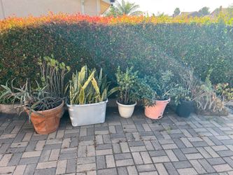 Snake plants, Succulents, dragonfruit