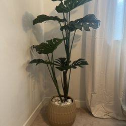 Potted Faux Fig Leaf Tree 5’