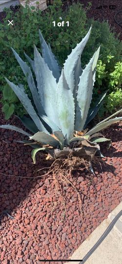Agave plant