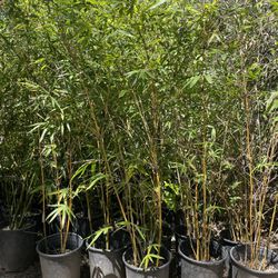 5 Gallon Size - Bamboo- Approximately 4-6 - Multiple Varieties Available 