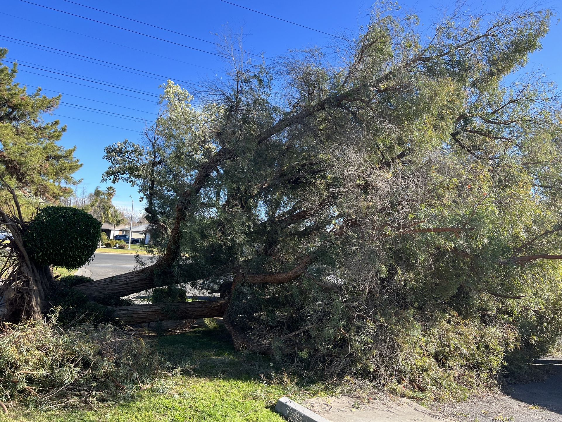 Tree Trimming