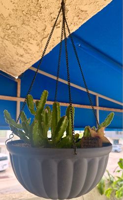 Stapelia Gigantea , Starfish Flower Or Carrion Plant