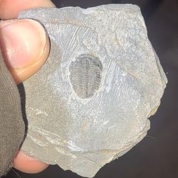Fossils And Rare Rocks