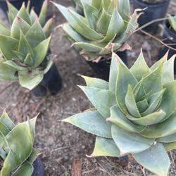Suculenta