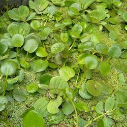 Leaf Amazon Frogbit 