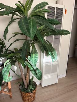 Plant