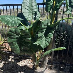 Large Artificial Alocasia (Elephant Ear) Plant