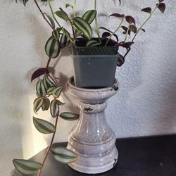 Tradescantia Zebrina 