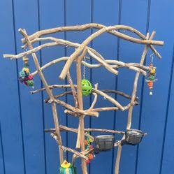 African Grey - Amazon Parrot Perch Tree … Nice Curvy Look With Arches … Artsy Rustic Ribbon Wood - Lasts For Years!! Looks Great !! 💯👍🏼👍🏼