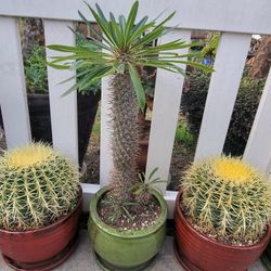 Madagascar Palms in ceramic pot 