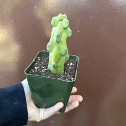 4” boobie cactus