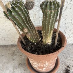 Small Pot With Cactus