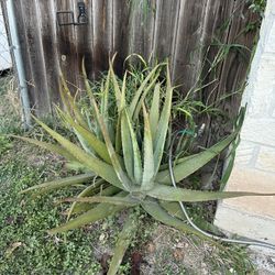 Free Aloe MPU 