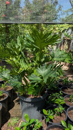 Philodendron