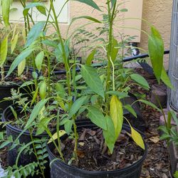 Thai Chili 🌶️ Plant