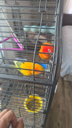 Bird cage