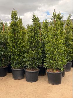 Carolina cherry privacy shrubs about 8 feet tall when planted
