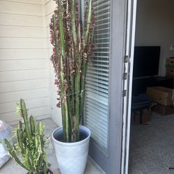 Euphorbia trigona 'rubra' - Ruby Red Trigona