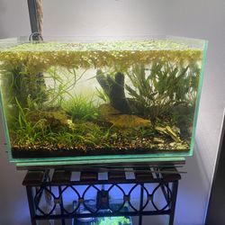 6 Gallon Planted Aquascape Aquarium Fish Tank  As pictured  Ready for fish or shrimp…