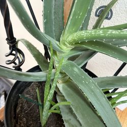 Aloe Vera / Home Flowers 