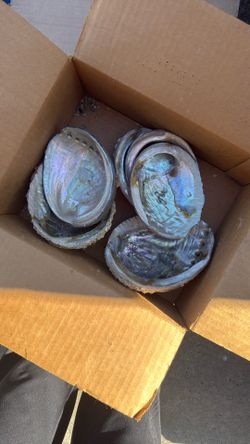 Abalone Shells